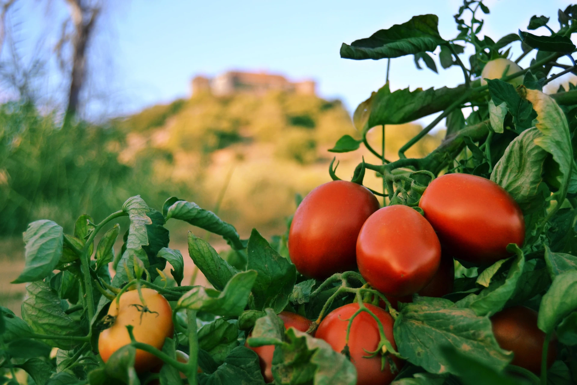 Tomate-Alejandro-Calero.jpg
