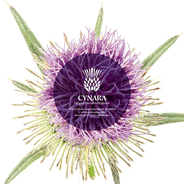 CYNARA