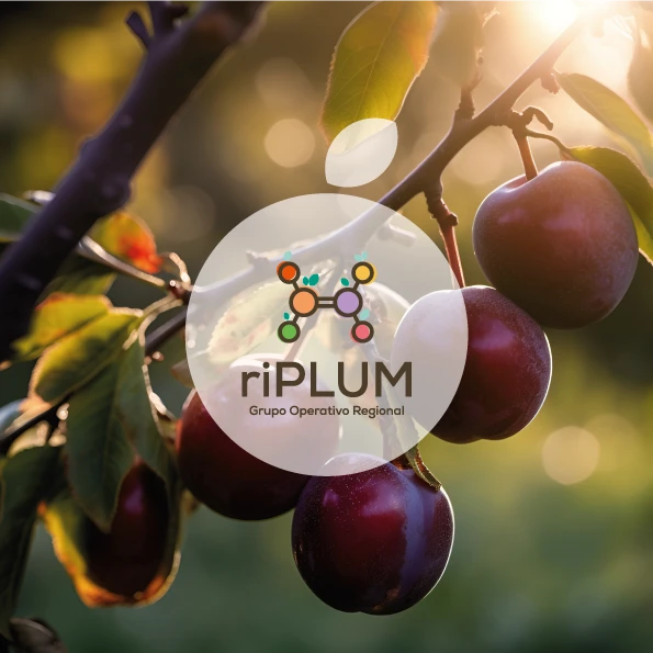 RiPLUM