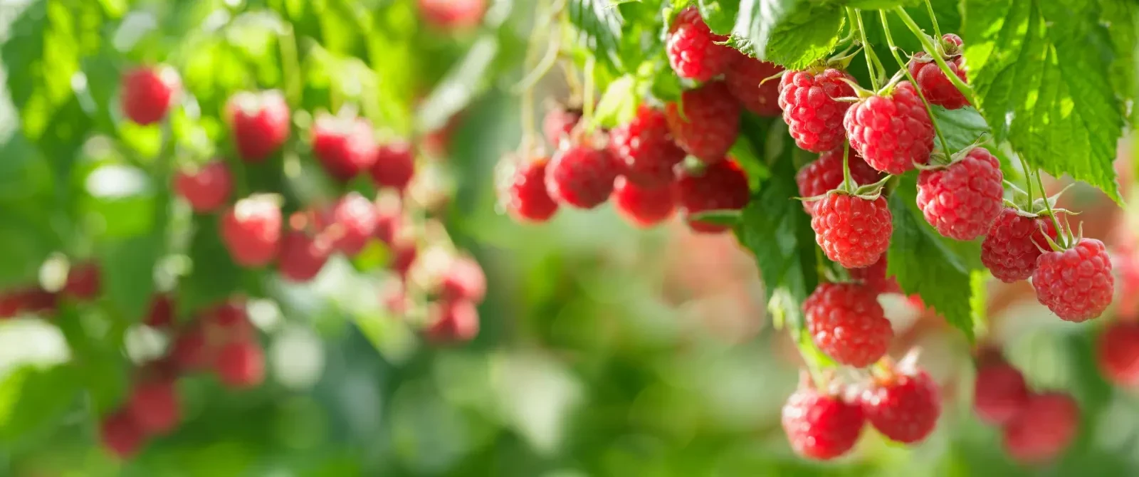 frutos-rojos.webp