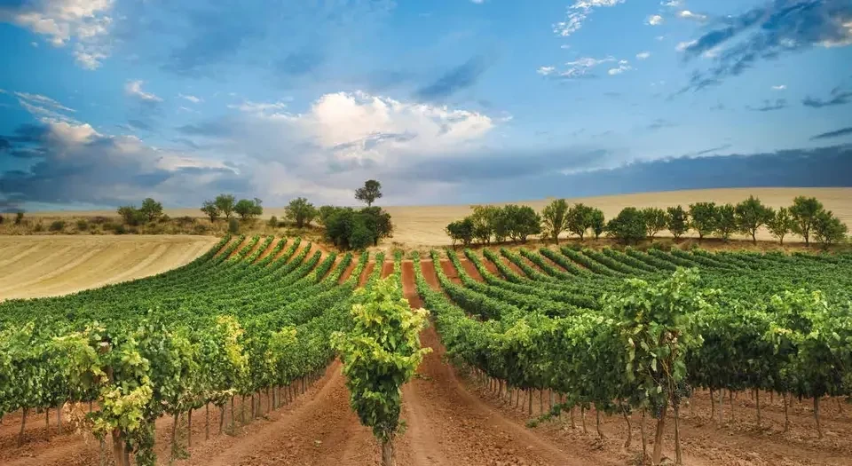 vinedo1-960.webp