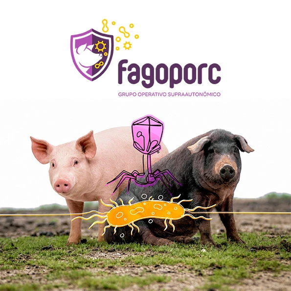 FAGOPORC