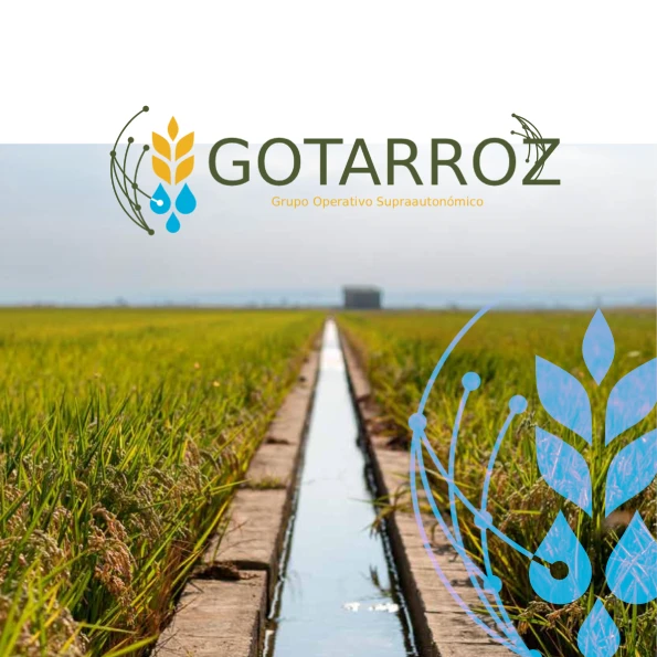 GOTARROZ